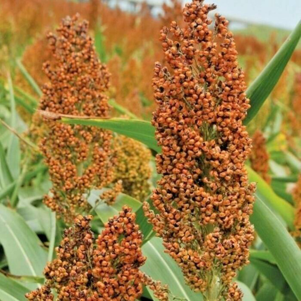 400 Rox Orange Sweet Sorghum Vegetable Seeds | www.seedsplantworld.com