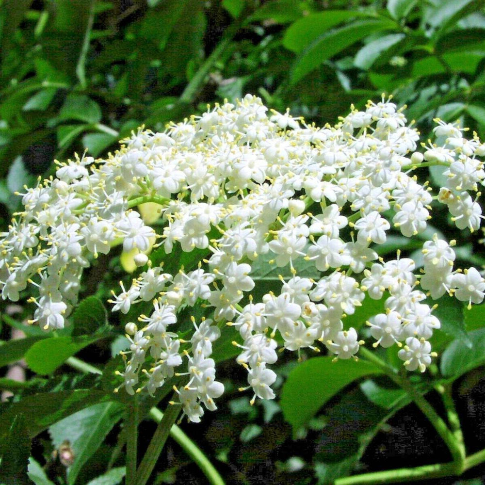 31 American Elderberry Bush & Shrub Seeds | www.seedsplantworld.com