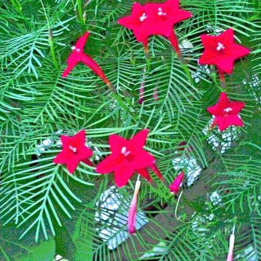 40 Cypress Vine Flower Seeds | www.seedsplantworld.com