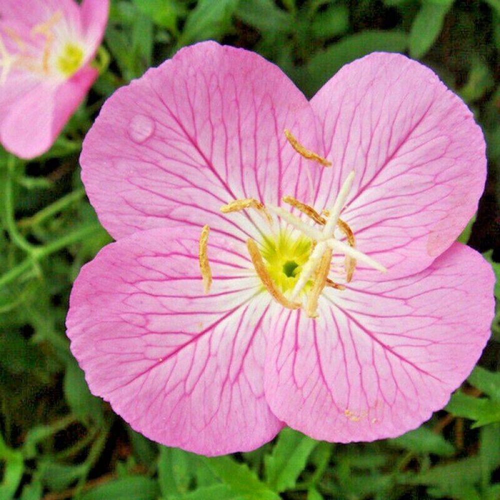 500 Showy Mexican Evening Primrose Flower Seeds | www.seedsplantworld.com