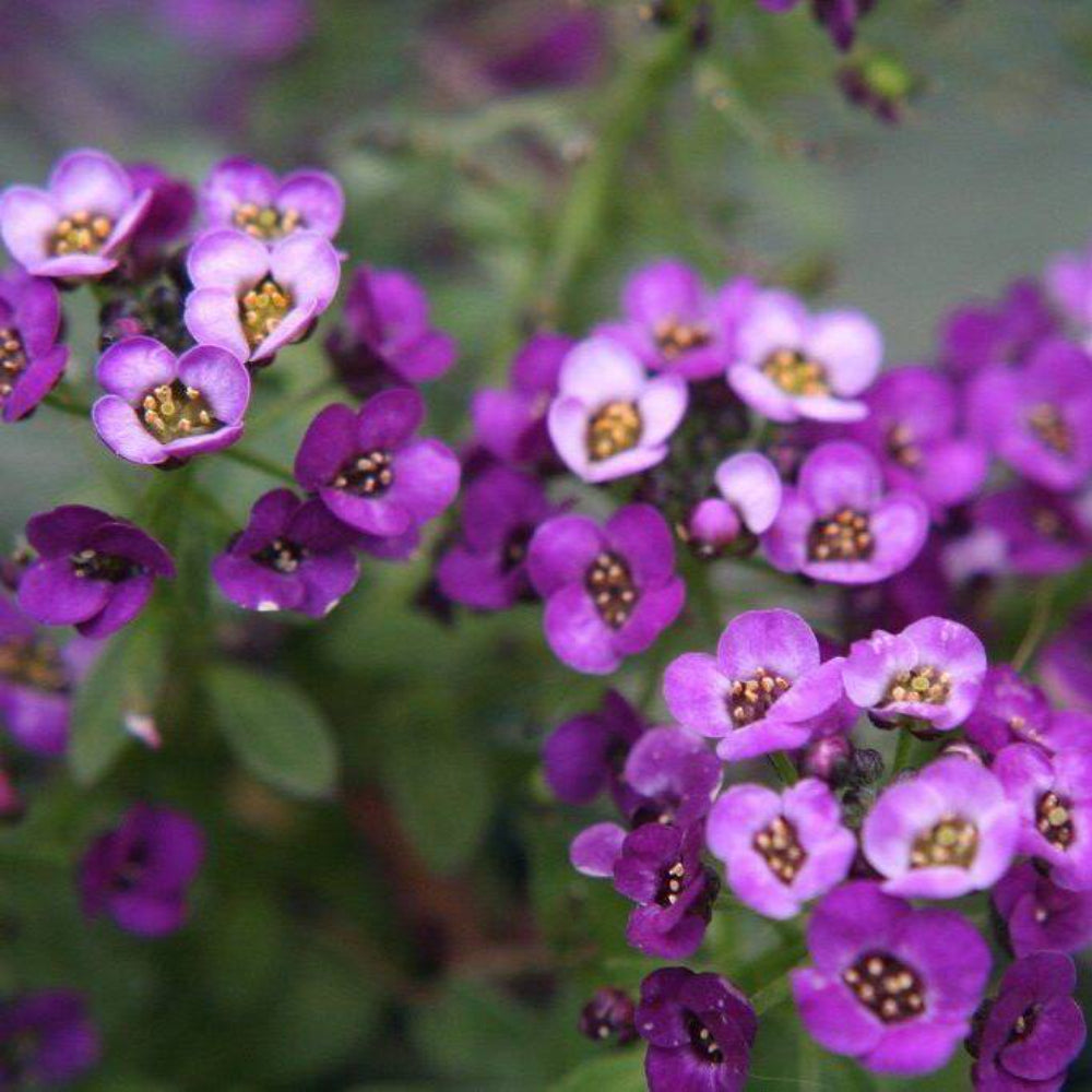 1000 Dwarf Purple Sweet Alyssum Flower Seeds | www.seedsplantworld.com