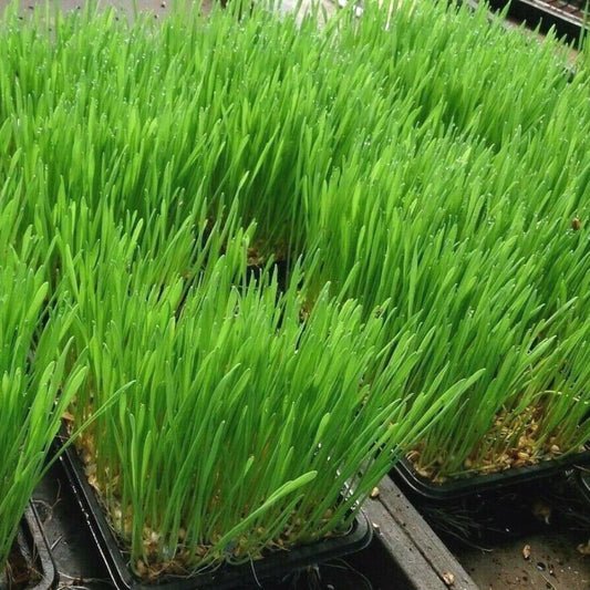 1 Oz Organic Wheat Grass Seeds | www.seedsplantworld.com