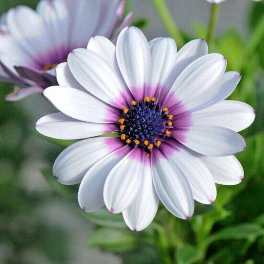 200 Cape African Daisy Flower Seeds | www.seedsplantworld.com