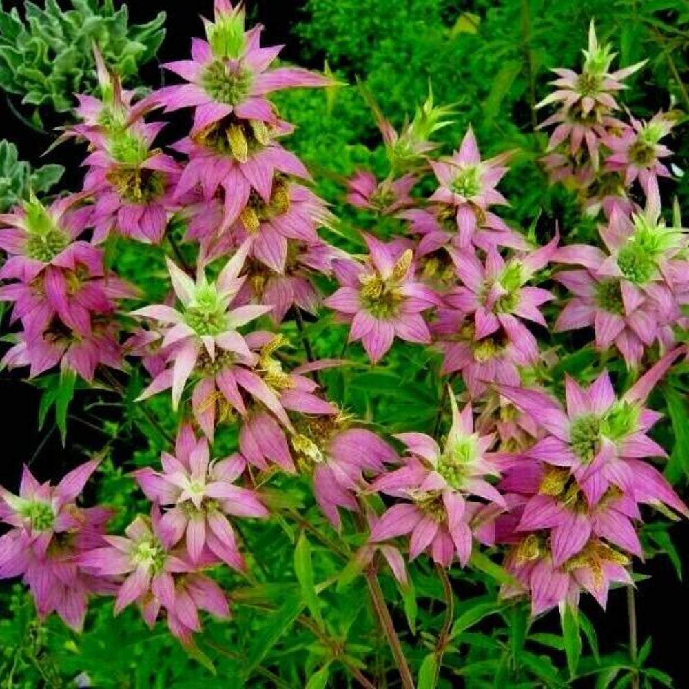 300 Spotted Bee Balm Flower Seeds | www.seedsplantworld.com