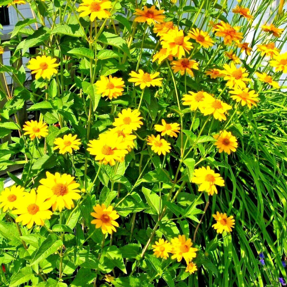 300 Ox Eye Sunflower Flower Seeds | www.seedsplantworld.com