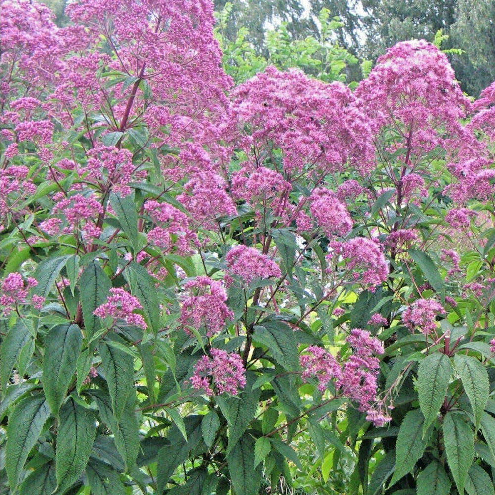 200 Sweet Joe Pye Weed Flower Seeds | www.seedsplantworld.com