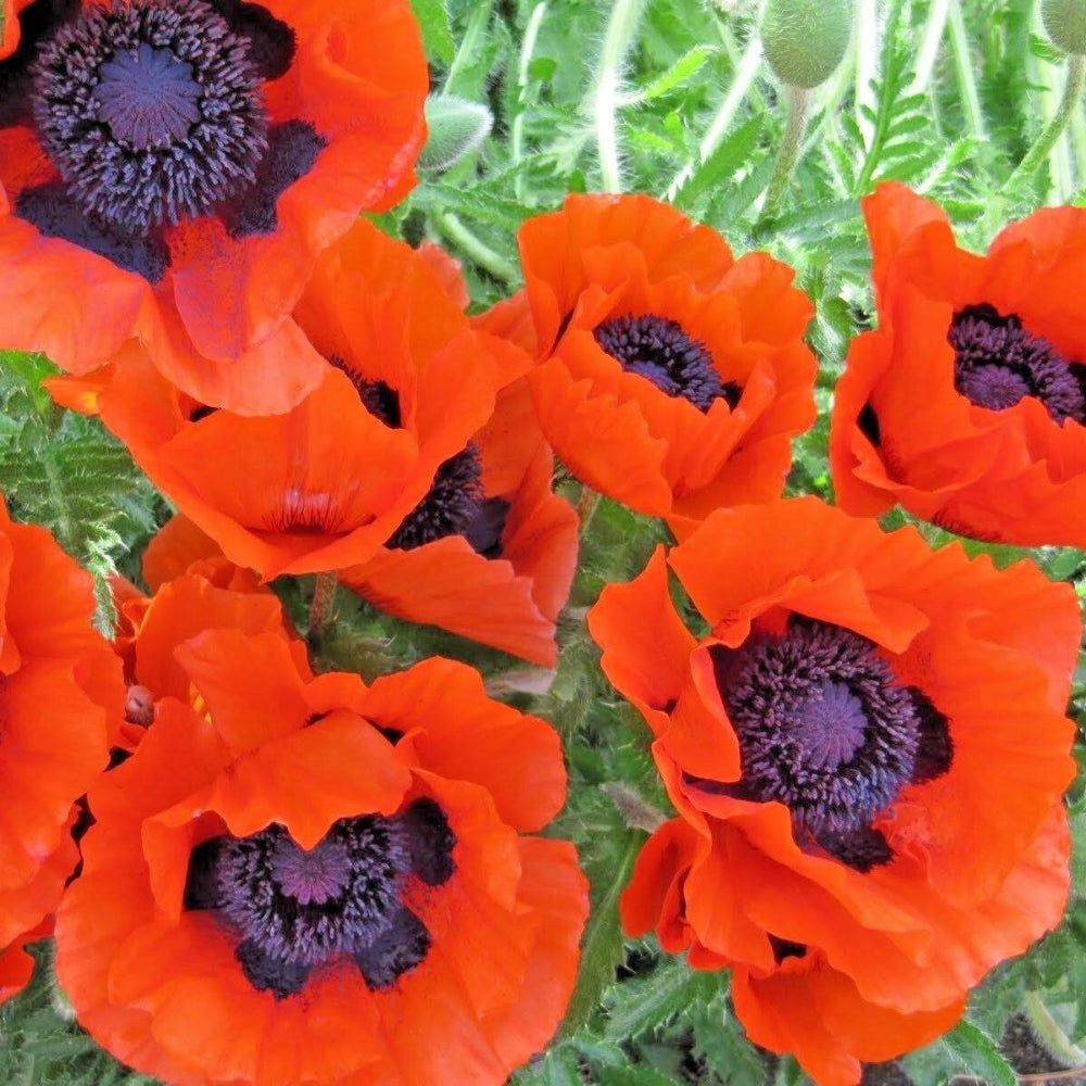 500 Oriental Poppy Flower Seeds | www.seedsplantworld.com