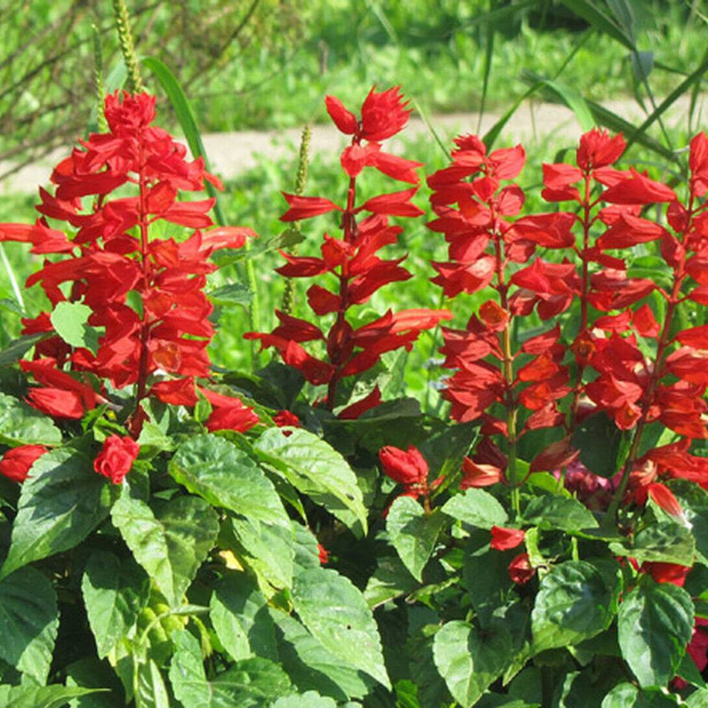 300 Scarlet Sage Flower Seeds | www.seedsplantworld.com