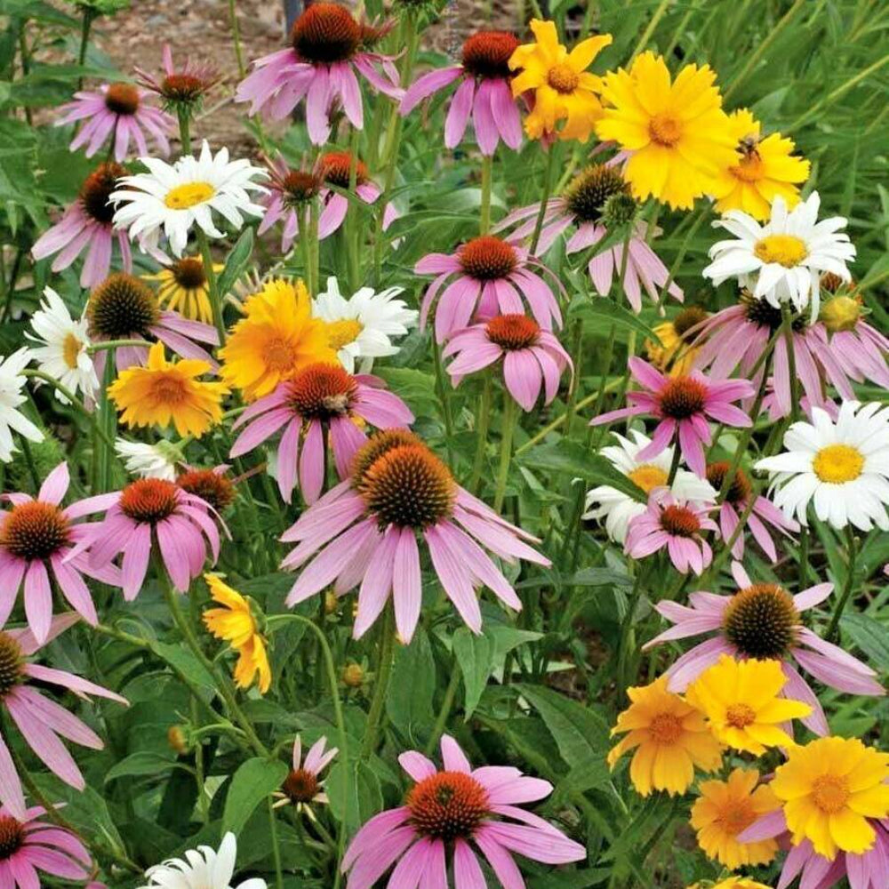 2001 Pollinator Mix Flower Seeds | www.seedsplantworld.com