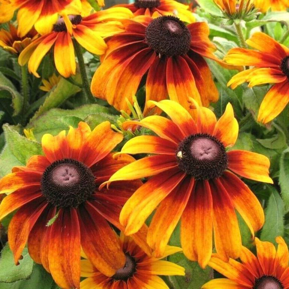 2000 Gloriosa Daisy Flower Seeds | www.seedsplantworld.com