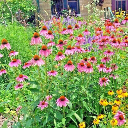 2000 Native Perennial Wildflower Mix Flower Seeds | www.seedsplantworld.com