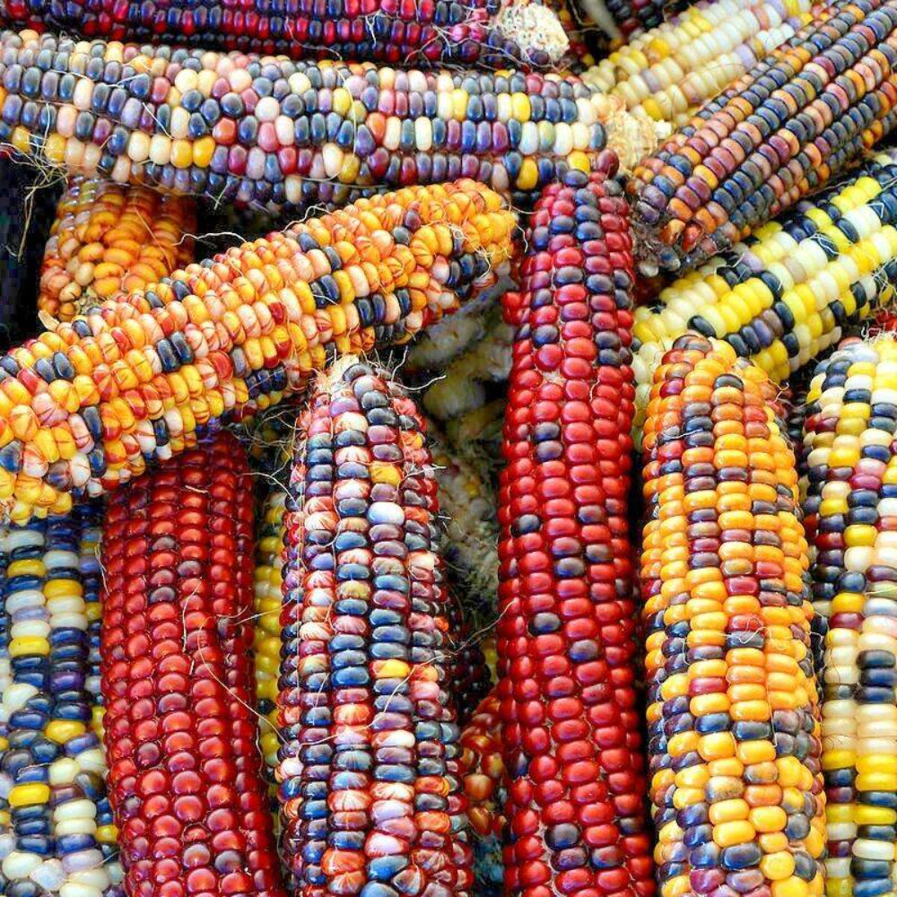 50 Ornamental Rainbow Indian Corn Vegetable Seeds | www.seedsplantworld.com