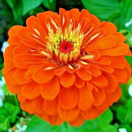 300 Orange Zinnia Flower Seeds | www.seedsplantworld.com