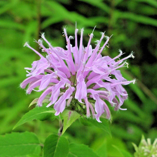 300 Wild Bergamot Flower Seeds | www.seedsplantworld.com