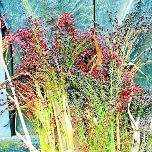 100 Broom Corn Vegetable Seeds | www.seedsplantworld.com