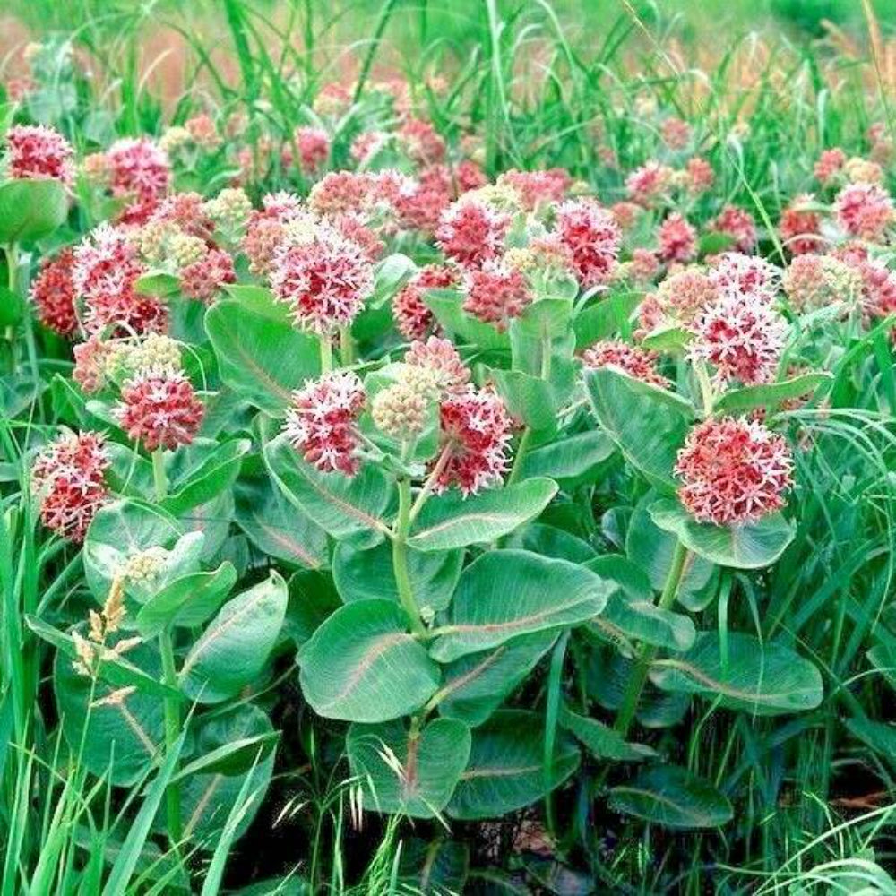 100 Showy Milkweed Flower Seeds | www.seedsplantworld.com