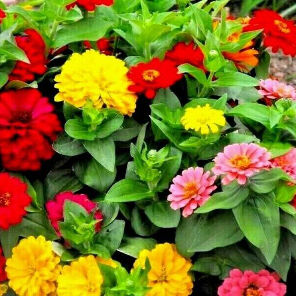 300 Giant California Zinnia Mix Flower Seeds | www.seedsplantworld.com