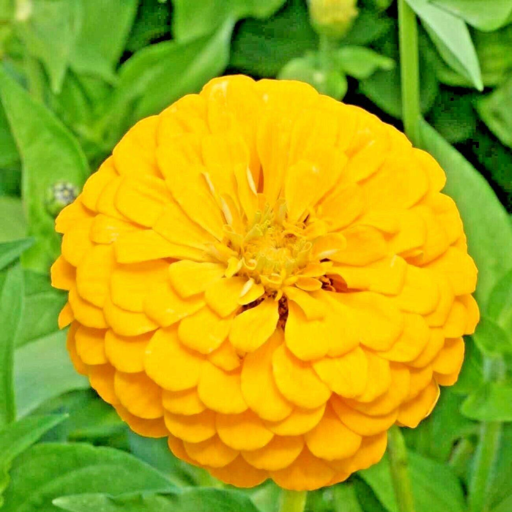 300 Yellow Zinnia Flower Seeds | www.seedsplantworld.com