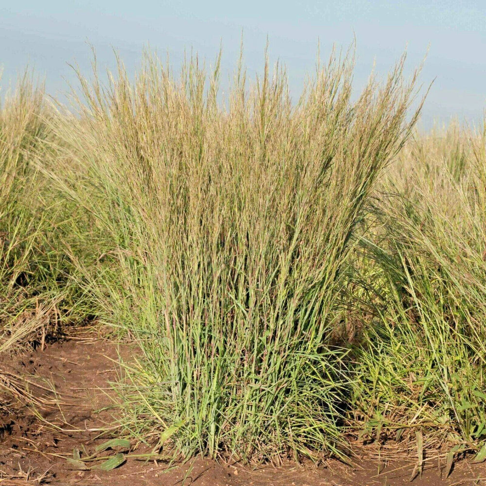 500 Little Bluestem Ornamental Grass Seeds | www.seedsplantworld.com