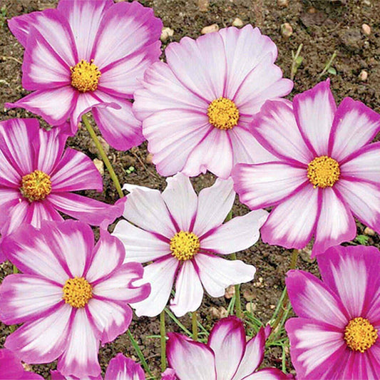 300 Cosmos Candy Stripe Flower Seeds | www.seedsplantworld.com