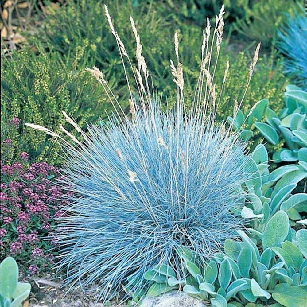 300 Blue Fescue Ornamental Grass Seeds | www.seedsplantworld.com