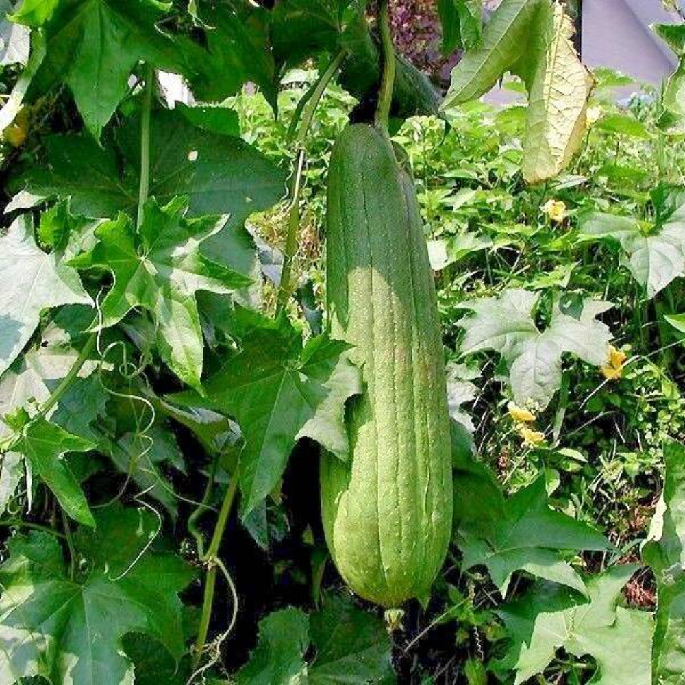 30 Luffa Sponge Gourd Flower Seeds | www.seedsplantworld.com