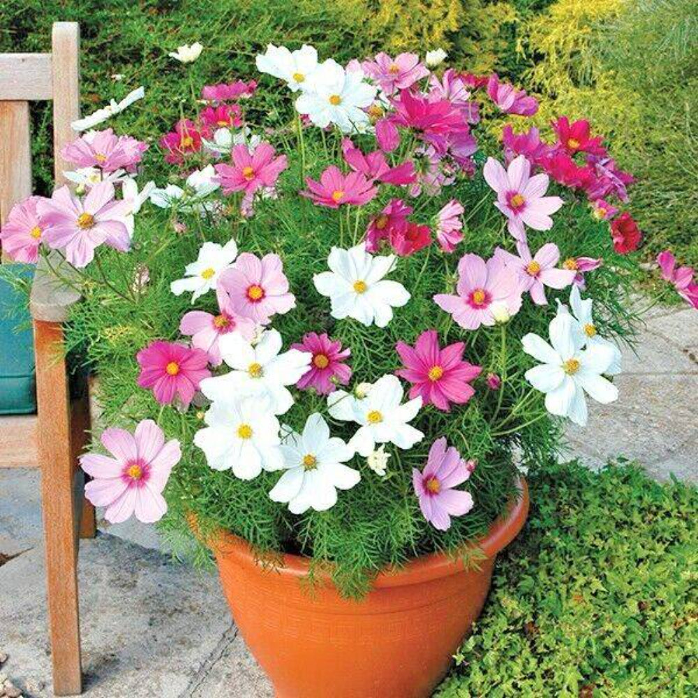 300 Dwarf Cosmos Sensation Mix Flower Seeds | www.seedsplantworld.com