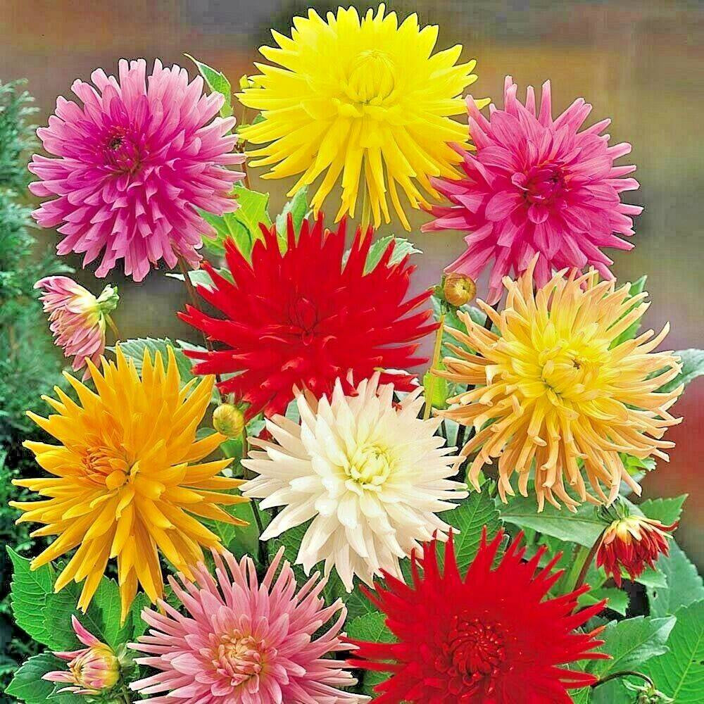 300 Giant Cactus Zinnia Mix Flower Seeds | www.seedsplantworld.com