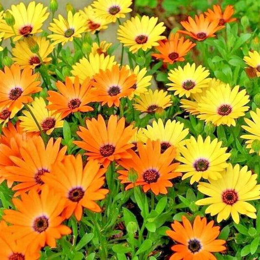 200 African Daisy Flower Seeds | www.seedsplantworld.com