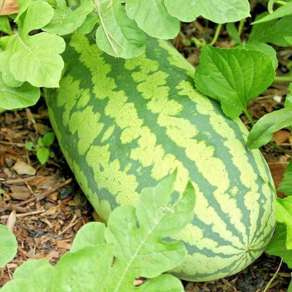 25 Congo Watermelon Organic Heirloom Vine XL 30-50lbs Summer Garden Easy Fruit Seeds | www.seedsplantworld.com