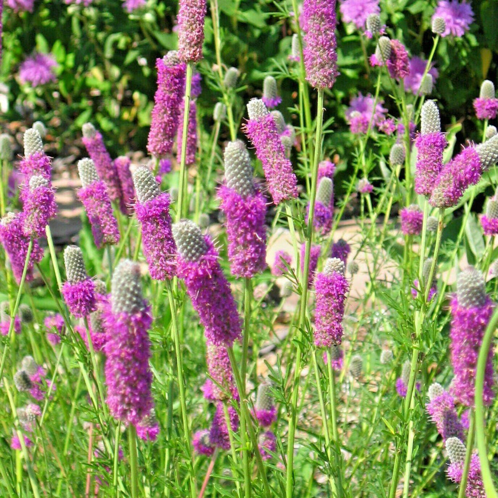 500 Purple Prairie Clover Flower Seeds | www.seedsplantworld.com