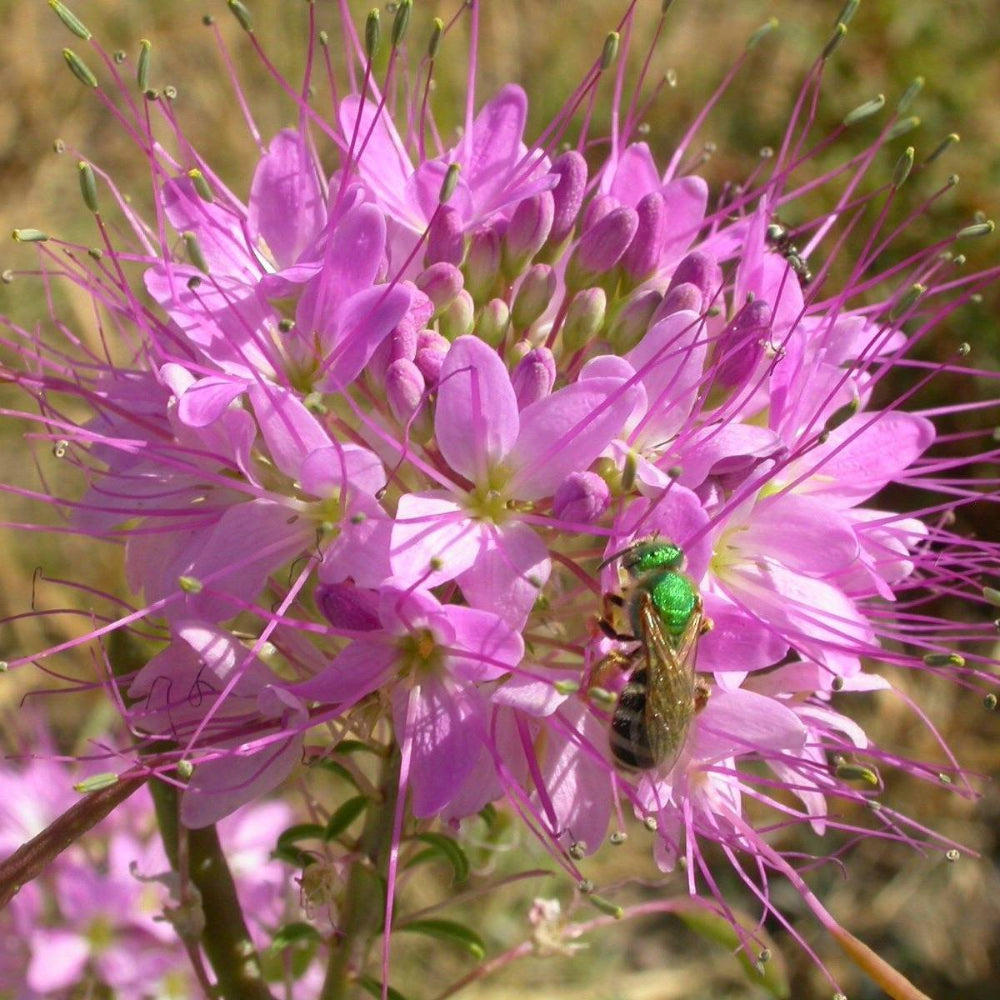 100 Rocky Mountain Bee Plant Flower Seeds | www.seedsplantworld.com