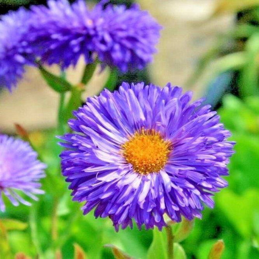 1000 Blue Fleabane Aspen Daisy Flower Seeds | www.seedsplantworld.com