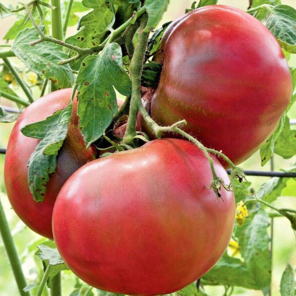 50 Cherokee Purple Tomato Vegetable Seeds | www.seedsplantworld.com