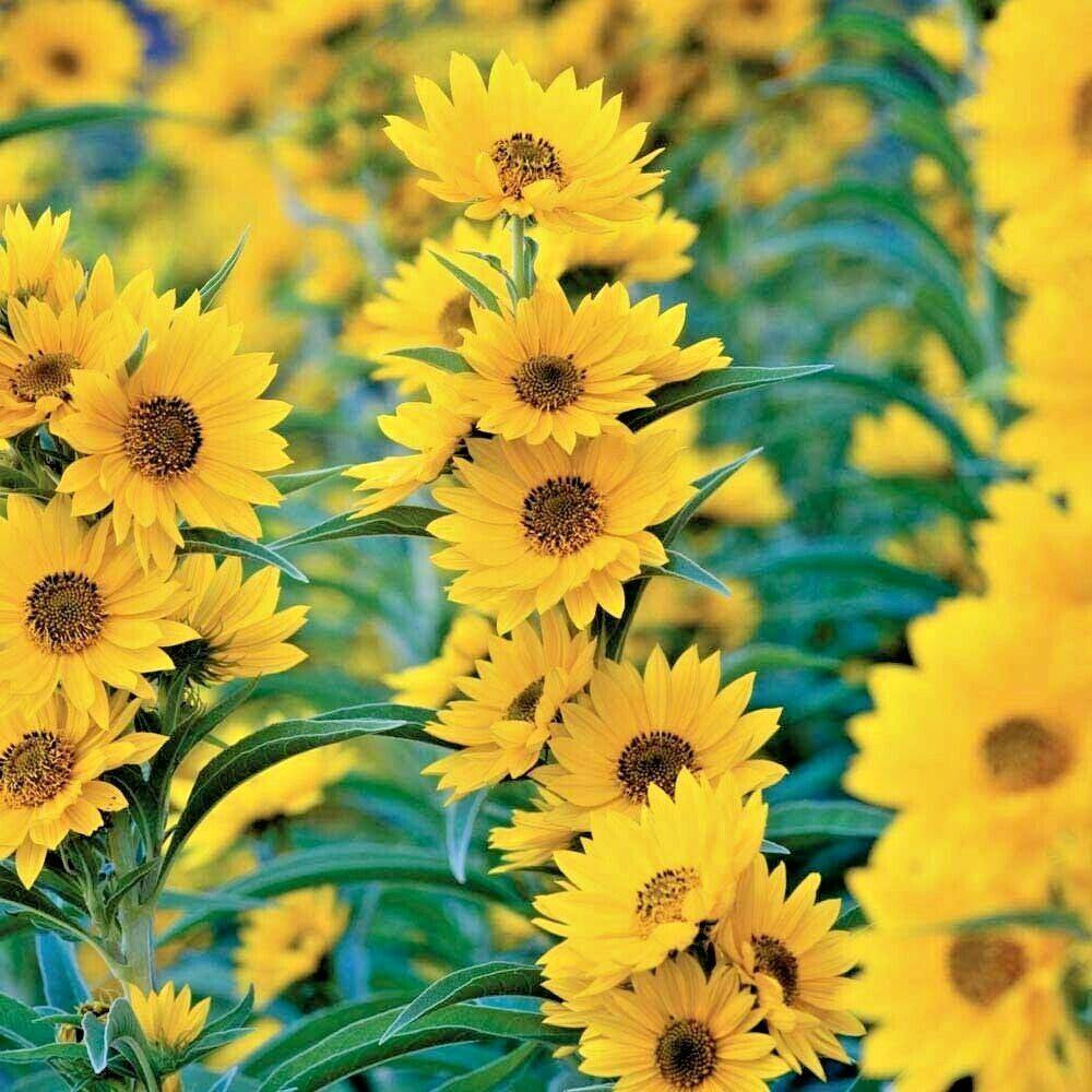 100 Maximilian Prairie Sunflower Flower Seeds | www.seedsplantworld.com