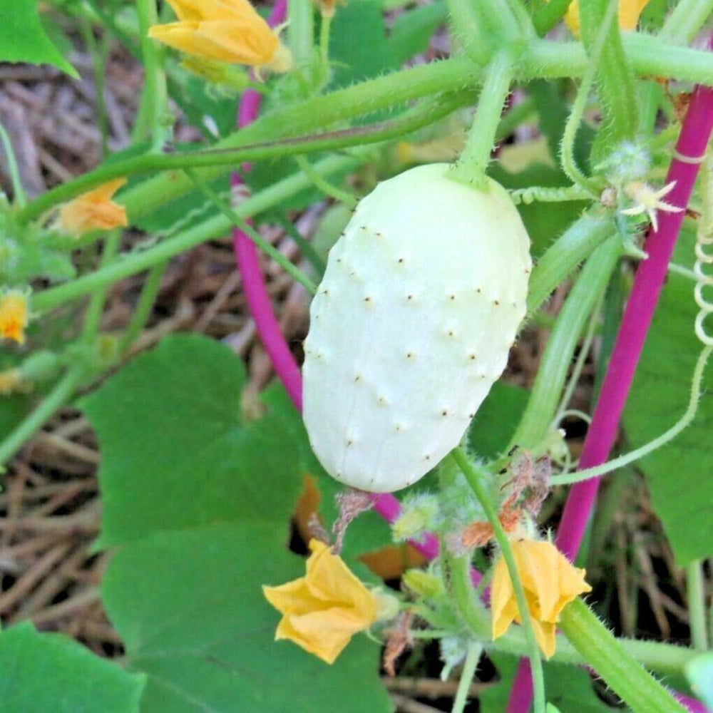 30 Miniature Sweet White Bush Cucumber Vegetable Seeds | www.seedsplantworld.com