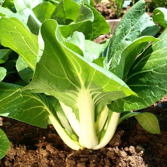 600 Pak Choy Choi Canton Cabbage Vegetable Seeds | www.seedsplantworld.com