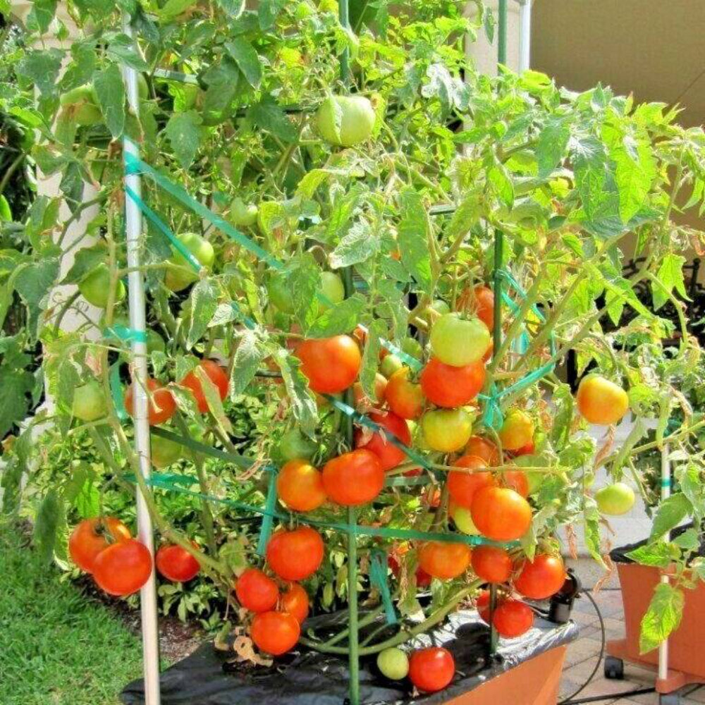 25 Patio Bush Tomato Vegetable Seeds | www.seedsplantworld.com