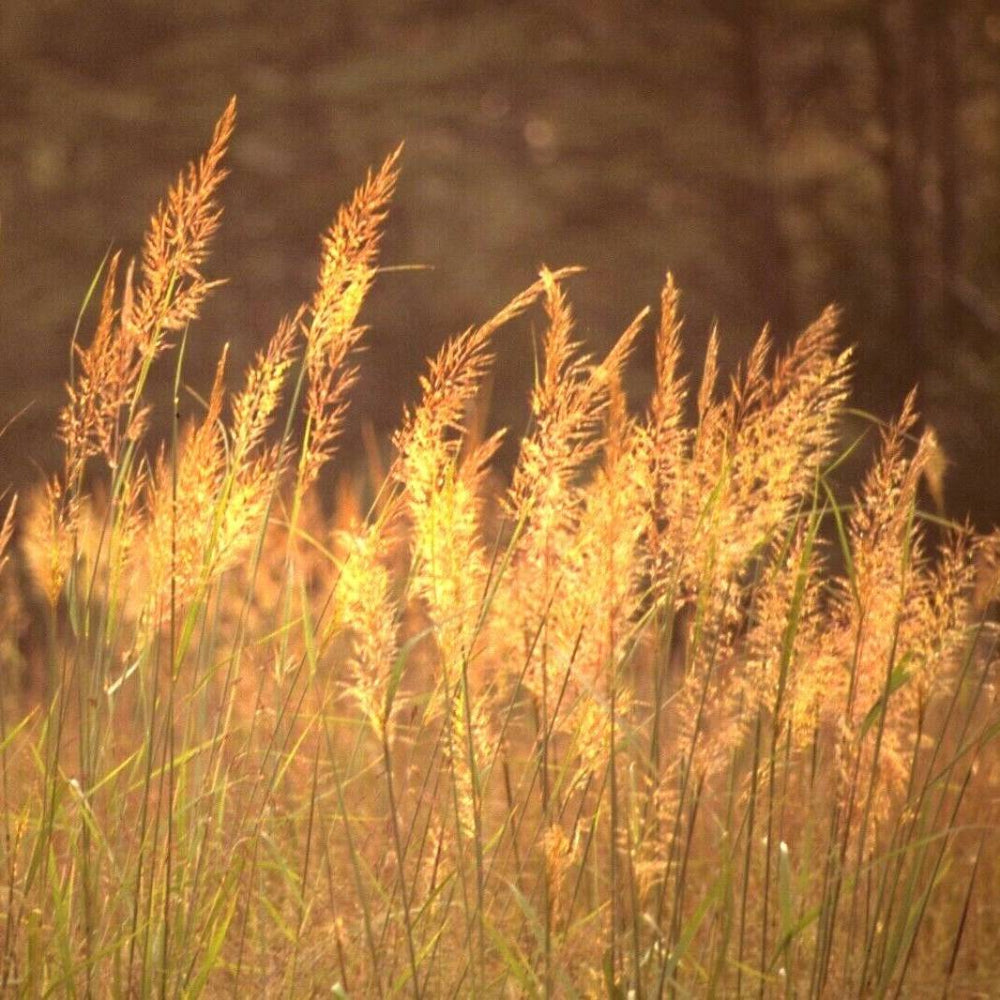 500 Indian Grass Ornamental Grass Seeds | www.seedsplantworld.com