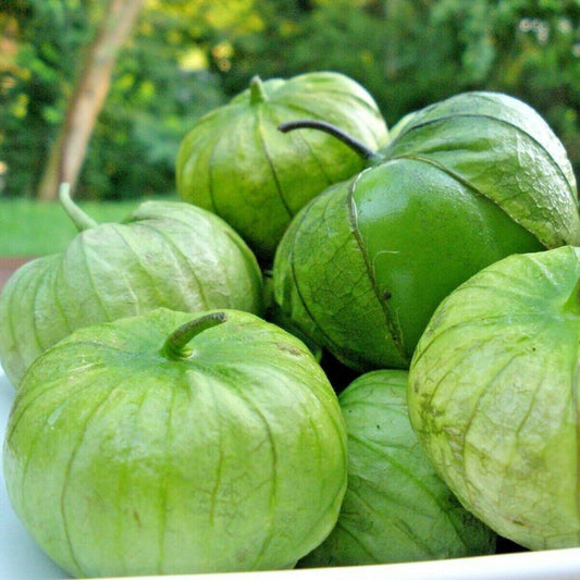 100 Tomatillo Gigante Vegetable Seeds | www.seedsplantworld.com