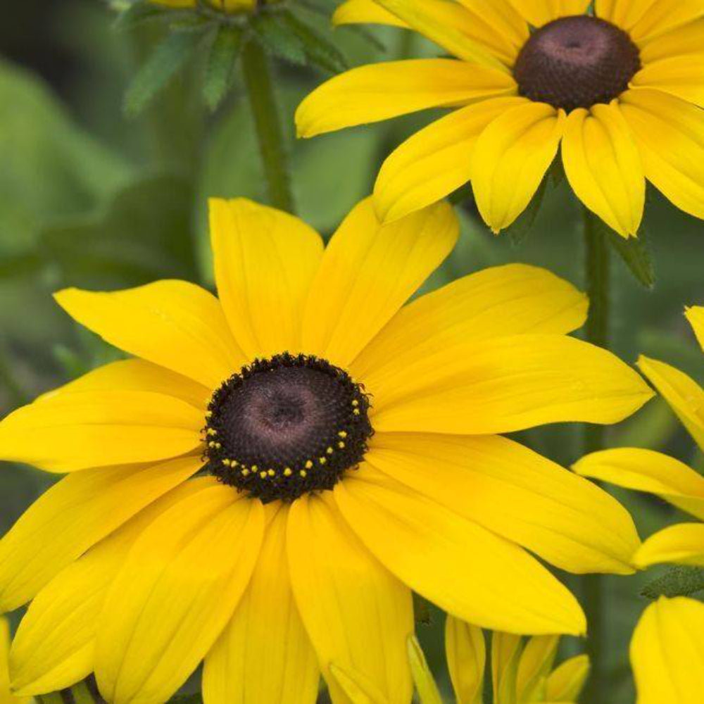 1/2 Oz Black Eyed Susan Flower Seeds | www.seedsplantworld.com