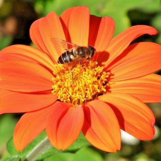 125 Mexican Sunflower Flower Seeds | www.seedsplantworld.com