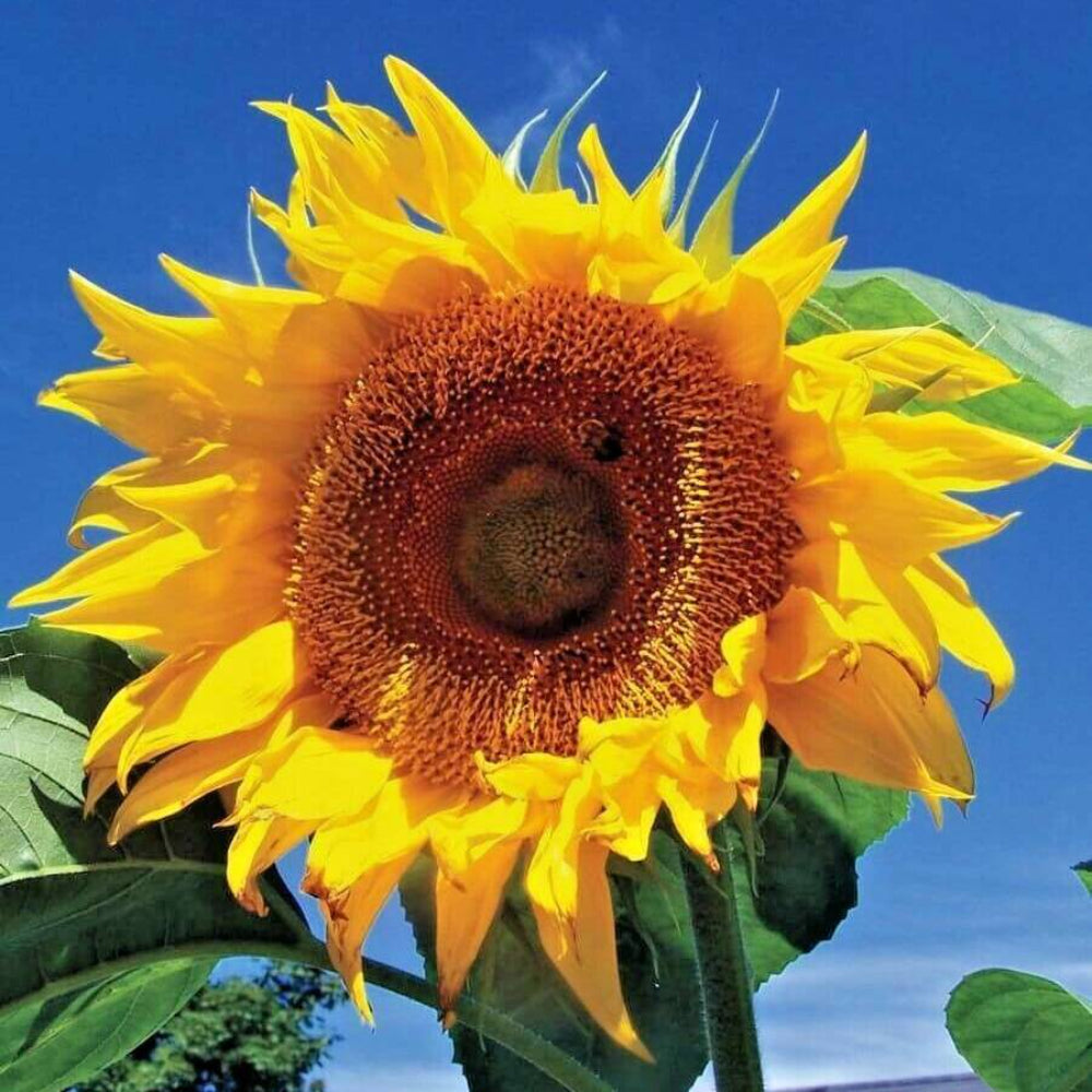 50 Mammoth Russian Sunflower Flower Seeds | www.seedsplantworld.com