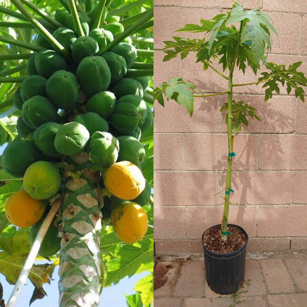 Papaya Solo Hawaiian Tropical Fruit Tree (3~4 Feet Height) | www.seedsplantworld.com