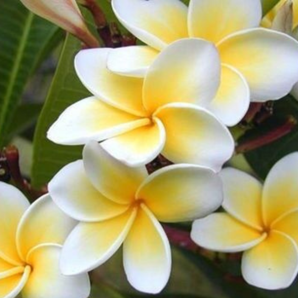 Rooted Plumeria (Celadine) Flower Live Plant | www.seedsplantworld.com