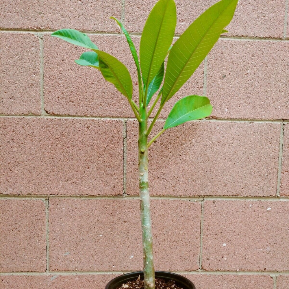 Rooted Plumeria (Celadine) Flower Live Plant