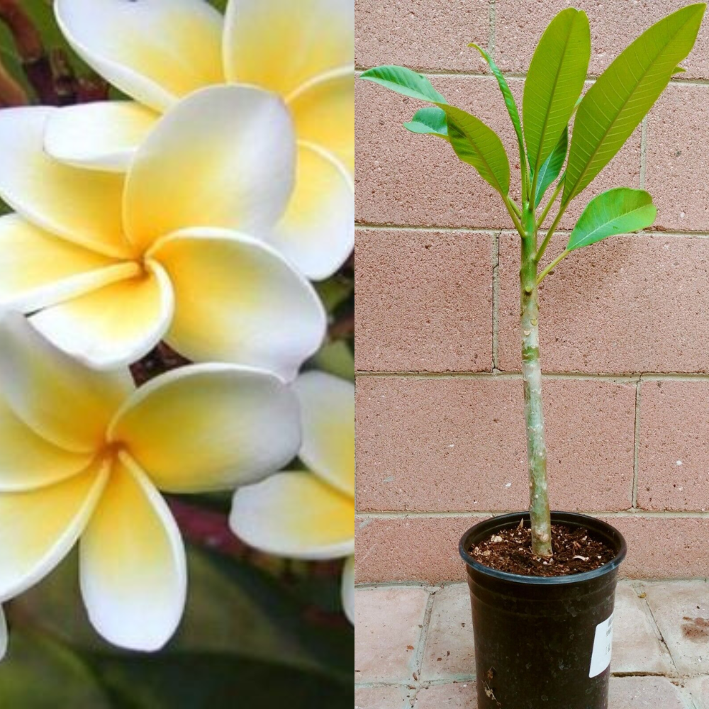 Rooted Plumeria (Celadine) Flower Live Plant