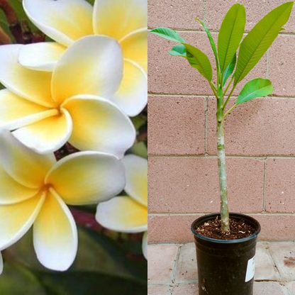 Rooted Plumeria (Celadine) Flower Live Plant