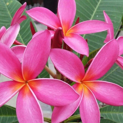 Pink Rooted Plumeria (Kaneohe Sunset) Flower Live Plant | www.seedsplantworld.com