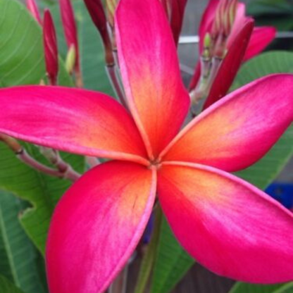 Pink Rooted Plumeria (Kaneohe Sunset) Flower Live Plant